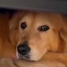 『怖いからヤダ！』雷に怯えてソファの下から出ない大型犬→愛する父が帰ってきたら…まさかの行動に「大変そうｗ」「笑顔可愛い」と11万再生
