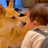 お父さんが帰宅したら、遊んでいた赤ちゃんと保護犬が…猛スピードすぎる『お出迎え光景』に「すっかり仲良し」「ほっこり」の声