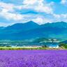 富良野・美瑛でサイクリングを満喫