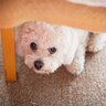 犬が『苦手な人』に対してとる仕草や行動5つ　懐いてもらえない原因から改善策まで解説