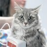 猫の『高血圧症』とは？症状や治療法、予防策を解説　老猫は特に要注意？