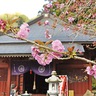 ヤエザクラ週末に見頃　厚木市