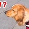 お散歩中『急に大型犬がビビり始めた』と思ったら…見た目とは裏腹な『まさかの相手』が2万再生「ビビり方がｗｗ」「よっぽど怖かったのかな」
