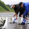 釜石・鵜住居川、甲子川にアユの稚魚放流　釣り解禁はともに7月6日　順調な成育に期待　