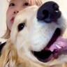 オンライン会議をしていたら、大型犬が…絶対に映りこもうと『乱入してくる光景』が79万再生「わんぱくすぎる」「癒し部長就任ｗ」悶絶の声も