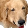 ステージ4の癌で『余命1ヵ月』を宣告された大型犬→絶望していたら…涙溢れる『奇跡的な光景』が13万再生「奇跡って本当にあるんだ」と感動
