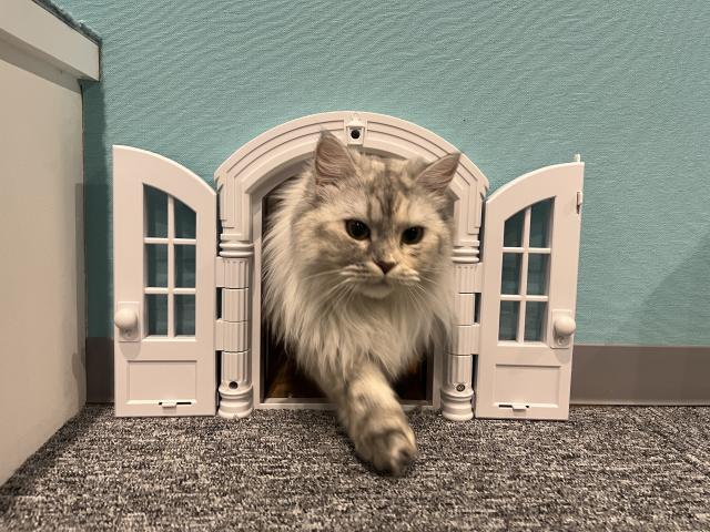 Amazon.co.jp: 癒やしの空間 センチメンタル 猫 ネコ 夕陽 沖縄