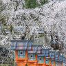 【京都桜2024】春を告げる『魁桜』が見頃に♪
