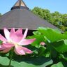 千葉開府900年記念「大賀ハスまつりin千葉公園」6月21日～29日まで開催！今年も美しい花が目の前で鑑賞できる【千葉市中央区】