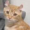 『トイレをするときの姿勢が独特すぎる猫』を撮っていたら…爆笑不可避の"展開"が90万再生「類を見ないｗ」「チャックついてるでしょｗ」
