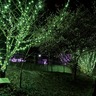 桜とイルミ11日まで　上溝さくら公園　