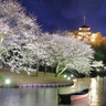 三溪園　夜桜期間に無料送迎バス　金・土・日限定