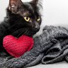 愛猫からあなたへの『愛情度』がわかる3つのチェックポイント　絆をもっと深くする方法も
