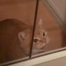 猫は『パパとママが同時に帰ってきたら』どっちに寄る？検証してみた結果…まさかの予想外すぎる光景が23万再生「感動した」「愛しすぎて涙」