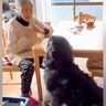 おばあちゃんの家に遊びに行った大型犬→会った瞬間に…可愛すぎる『ふたりの恒例行事』が45万再生「大好きなんだね」「最高コンビ」と絶賛