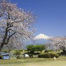 【富士・かりがね堤】富士山とサクラを見に行こう　富士川かりがね橋も開通