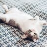 猫があなたの『愛情を試している』ことを示す行動3選　愛が足りてないからするの？