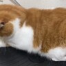 『ブルブルマシン』の上に『猫』が乗った結果、お肉が…思わず笑っちゃう『動き』が33万表示の反響「かわいいｗ」「癒されるね」