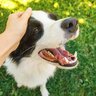 犬が『上機嫌になる』飼い主の行動5つ　愛犬との仲を深めるために押さえておきたいポイントとは？