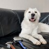 犬のお手入れに使う『スリッカーブラシ』の種類と違いとは？使い方から買い替えるタイミングまで解説