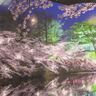 春が待ちきれない！写真展「サクラで繋ぐ上越市」