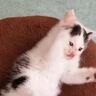 『パタパタ動く時期』って一瞬だよね…子猫時代の様子を見返してみたら→尊すぎる瞬間が110万表示「ずっと見てられる」「反則的な可愛さ」