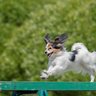 豊富な運動量が欠かせない小型犬3選　愛犬が運動不足に陥らないための秘訣とは
