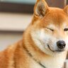 犬の目から読み取る4つの心理　見つめてくる理由や愛犬の気持ちを理解するためのコツとは