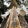 大津諏訪神社　「御柱祭」勇壮に　町内曳行、境内に建御柱も