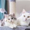 『年齢不詳な猫』どこを見れば推定年齢がわかる？4つのチェックポイント