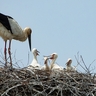 【動画】上越市吉川区のコウノトリのひな順調に成長　4羽を確認