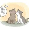 一匹狼からフレンドリー猫へ！たまちゃんの心温まる成長物語【猫エッセイ】交通事故にあった猫を拾いました