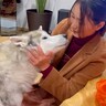 お姉ちゃんが旅行から帰ってきた結果、犬が…まさかの『適当すぎるお出迎え』が25万再生「お土産しっかり食べてて草」「眠気には勝てないｗ」