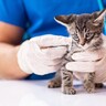 猫が苦手な動物病院…『通院のストレス』を軽くするアイデア3選