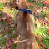 飼育放棄されボロボロガリガリな犬→『絶対に幸せにする』と誓った結果…「涙止まらん」「ありがとう」本当の家族と出会った光景が71万再生