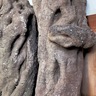 川尻八幡宮　｢蛇の樹｣を地域に公開　数年前に伐採のヒサカキ　