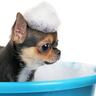 小さな犬のシャンプーは5分が理想！？プロが解説する『時短シャンプーのススメ』