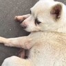 種子島で放浪していた犬を保護→お世話した男の子が『名付け親』になり…感動の結末に涙が止まらないと４万再生「素敵なご縁」「おめでとう」