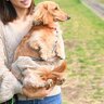 犬を抱っこしすぎるのは良くない？愛犬に与える悪影響や対処法を解説