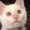『白猫だと思って飼い始めたら……』成長後→まったく別の色に変わった『まさかの光景』が57万再生「ずっと可愛いね」「逆にラッキーｗ」