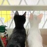 お隣さんを眺めるのが好きだった2匹の子猫→おとなになった現在は…まさかの姿に「成長が分かって感動した」「可愛すぎる」と反響続々
