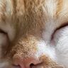 雨の日に『くせっ毛の猫のヒゲ』を見てみると…まさかの光景が面白すぎると172万表示「筆記体やん」「暴れまくってて笑ったｗ」の声
