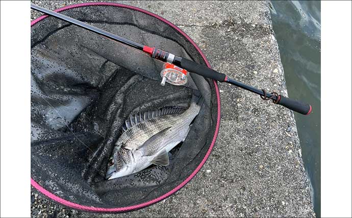 伊勢湾のクロダイ（チヌ）落とし込み釣りで48cm頭に本命3枚