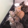 テレビで猫が楽しめる専用のものを流してみたら→子猫たちの反応が……「後ろ姿が可愛すぎる」「シンクロに釘付け」と癒される人が続出
