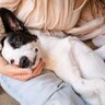 犬が『人の足の上に乗る』心理5選　なぜ飼い主に乗りたがるの？やめさせなくても大丈夫？
