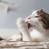 愛猫が『今の暮らしに満足している』4つのサイン　ゴロゴロ、のんびり…満ち足りた猫の姿とは