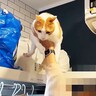 猫が『行方不明』になったと思ったら…予想外だった『とんでもない潜伏場所』に「イリュージョンで草」「笑った」と3万5000再生