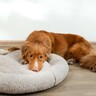 犬にとって『不快なベッド』の特徴３選　愛犬に嫌な思いをさせてしまう寝床の状態とは？