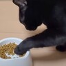 ご飯を食べる黒猫を見てみると…あまりにも個性が強すぎる『衝撃的な食べ方』に爆笑の声「個性爆発してるｗ」「天然でかわいいｗ」と9万再生