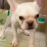 ８ヶ月売れ残っていた『ガリガリ犬』を絶対幸せにすると誓った結果…『飼ってから2ヶ月後の姿』に思わず涙「めっちゃ感動」「幸せで良かった」